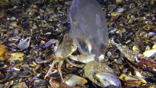 Crab (Liocarcinus holsatus) caught and eats a jellyfish, medium shot.
