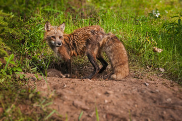 Naklejka na ściany i meble Red Fox (Vulpes vulpes) Vixen Looks Away From Den