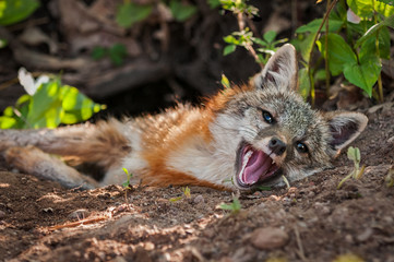 Grey Fox (Urocyon cinereoargenteus) Vixen Lies at Densite