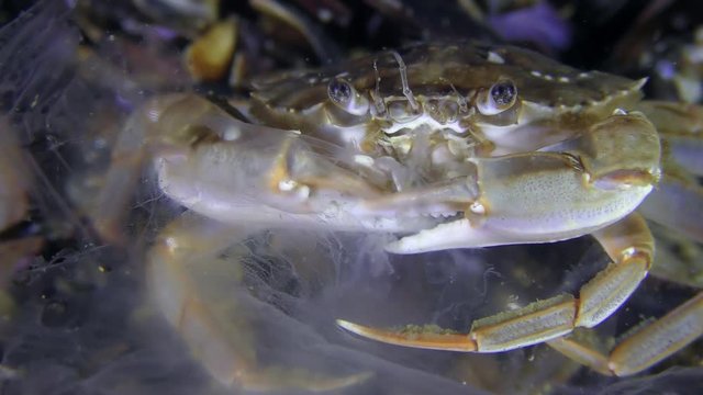 Swimming crab (Liocarcinus holsatus) caught and eat a jellyfish, close-up.
