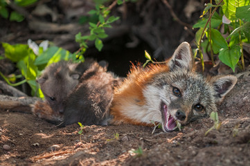 Grey Fox (Urocyon cinereoargenteus) Vixen With Kits Climbing Over Her