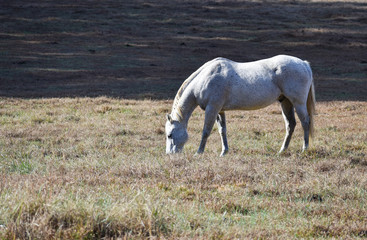 Obraz na płótnie Canvas White appaloosa horse grazing in open field