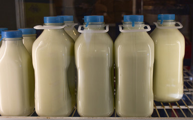 Glass quart and half gallon containers of white milk on grocery store shelf