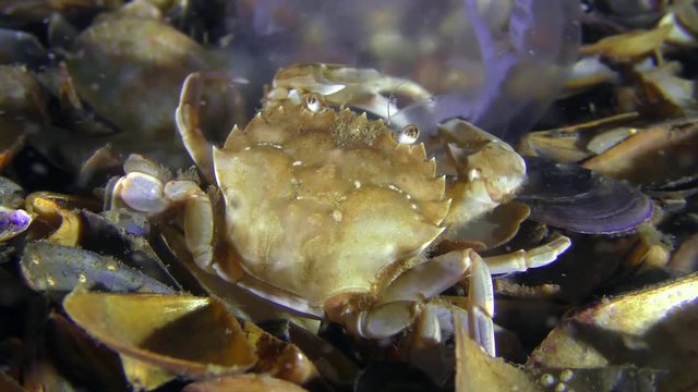 Swimming crab (Liocarcinus holsatus) eats a caught jellyfish, close-up.
