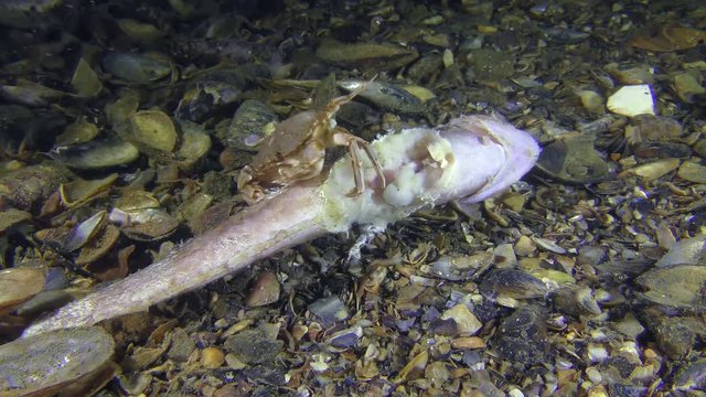 The crab (Liocarcinus holsatus) found on the bottom and eats dead fish, wide shot.
