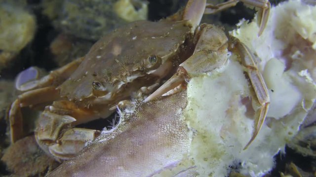 Swimming crab (Liocarcinus holsatus) eats dead fish, close-up.
