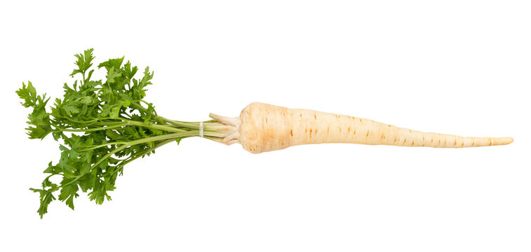 Parsley Root