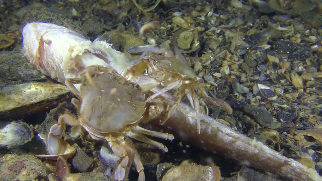 Two Swimming crabs (Liocarcinus holsatus) eats dead fish, medium shot.
