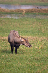 Male Nilgai (Boselaphus tragocamelus) standing in Keoladeo Ghana National Park, Bharatpur, India