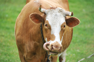 red cow with horns on a leash