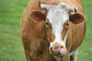 a red cow with horns on a leash