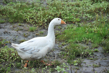 Fototapeta na wymiar One goose goes to green meadow