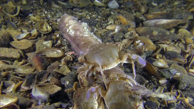 Two crabs (Liocarcinus holsatus) eats dead fish, medium shot.
