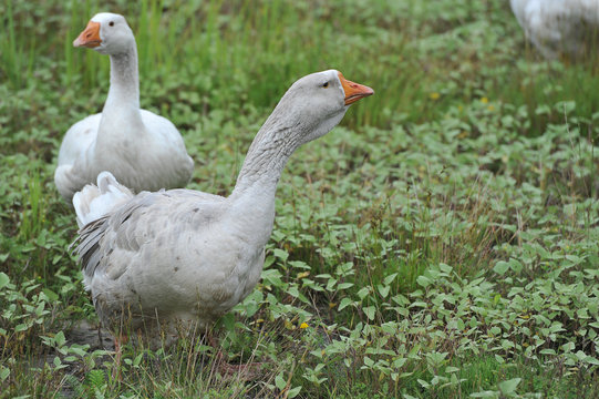 Gray domestic geese graze on a green meadow