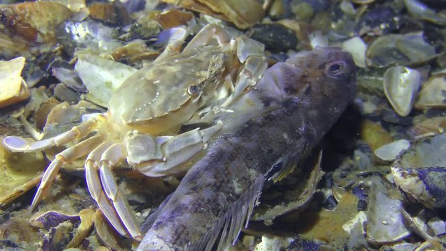 Swimming crab (Liocarcinus holsatus) eats dead fish, close-up.
