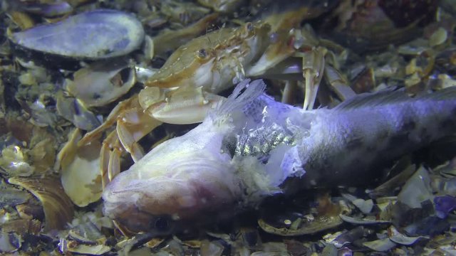 Swimming crab (Liocarcinus holsatus) eats dead fish, medium shot.
