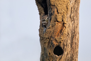 Spotted owlet (Athene brama) sitting in a hollow of a tree in Keoladeo Ghana National Park,  Bharatpur, India