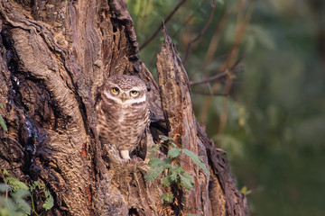 Spotted owlet (Athene brama) sitting on a tree in Keoladeo Ghana National Park,  Bharatpur, India.