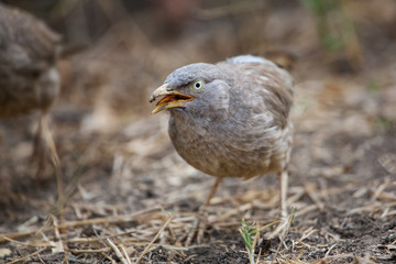 Jungle babbler (Turdoides striata) sitting on the ground in Keoladeo Ghana National Park,  Bharatpur, India