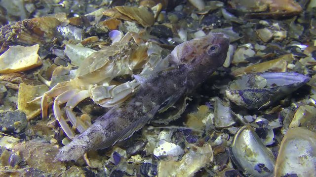 Crab (Liocarcinus holsatus) eat dead fish, medium shot.
