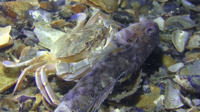 Swimming crab (Liocarcinus holsatus) eat dead fish, close-up.
