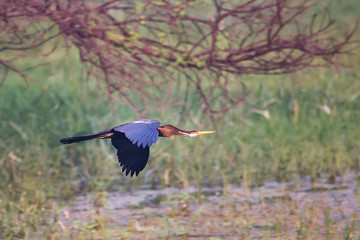 Oriental darter (Anhinga melanogaster) flying in Keoladeo Ghana National Park, Bharatpur, India.