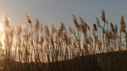 Tramonto caldo sul lago dorato