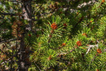 Pinecone