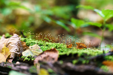 the hairy mushrooms on the stump and moss on a stump in the autumn forest