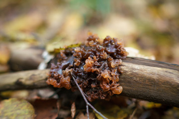 Аскокорине мясная Ascocoryne sarcoides