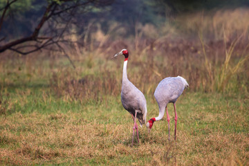 Sarus cranes (Grus antigone) in Keoladeo Ghana National Park, Bharatpur, Rajasthan, India