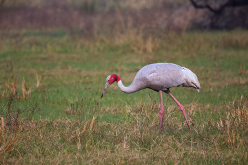Sarus crane (Grus antigone) in Keoladeo Ghana National Park, Bharatpur, Rajasthan, India