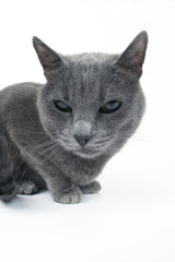 studio portrait of a beautiful grey cat on white background