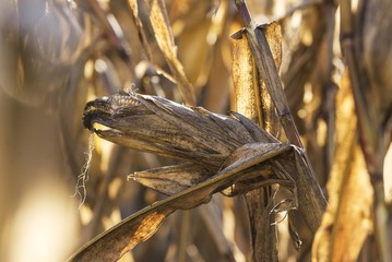 corn cob maize plant close up 