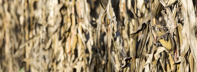 agriculture corn maize plant