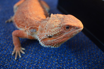 Gecko