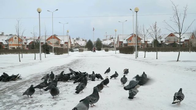 Flock of pigeons eating switchgrass in the urban park in cold winter outdoors
