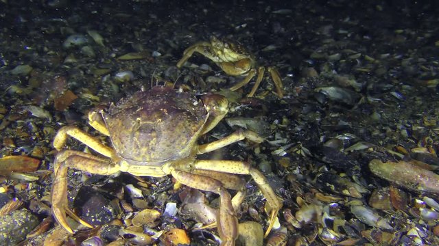 Meeting of two Green crab (Carcinus maenas) on the seabed.
