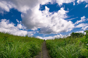 green field in indonesia with person lonely. beautifull blue sky with clouds white. happy