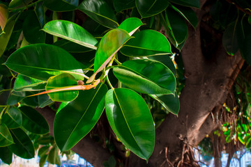 Ficus. Tropical plant with dense, bright green leaves.