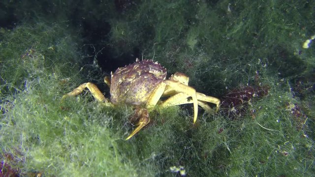 Crab (Carcinus maenas) slowly creeps along the marine green algae.
