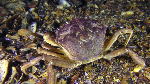Green crab (Carcinus maenas) sits at the bottom then leisurely leaves the frame, rear view.
