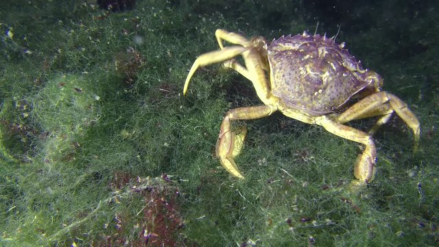 Green crab (Carcinus maenas) slowly creeps along the marine green algae.
