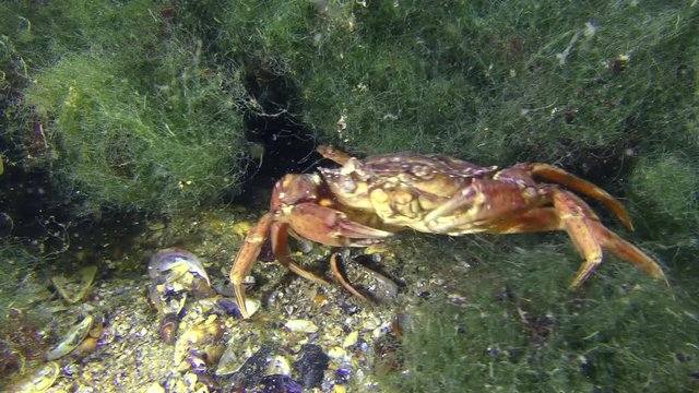 Sea crab (Carcinus maenas) slowly creeps along the marine green algae.
