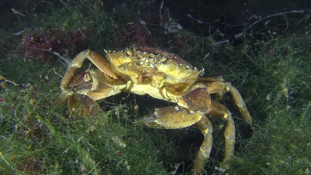 Shore crab (Carcinus maenas) sits on sea green algae.

