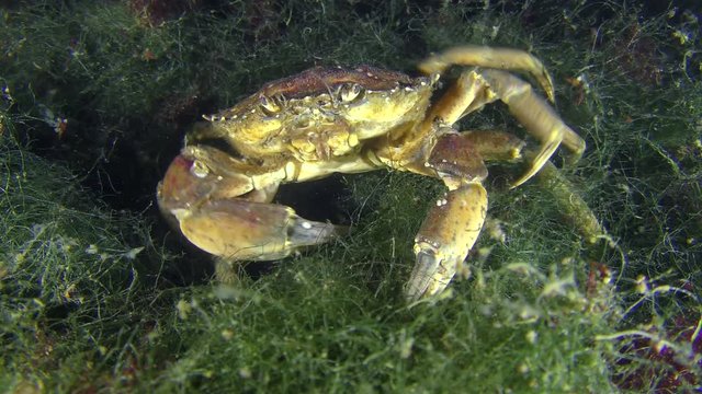 Crab (Carcinus maenas) sits on the marine green algae, then leaves.
