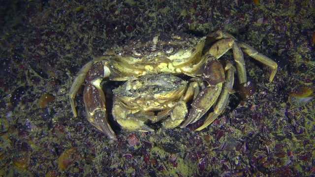 Reproduction of Green crab (Carcinus maenas): male and female before mating.
