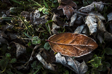 Fallen leaves on the front lawn covered with frost on a cold December morning in Indiana
