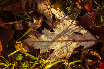 Fallen leaves on the front lawn covered with frost on a cold December morning in Indiana