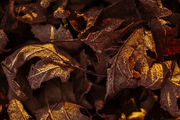 Fallen leaves on the front lawn covered with frost on a cold December morning in Indiana
